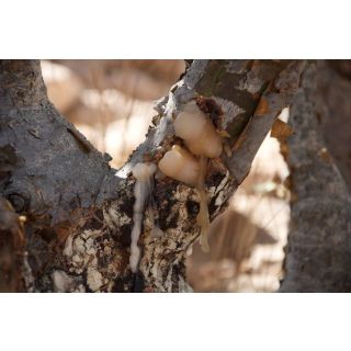 ESSENTHYA Oli Essenziali INCENSO