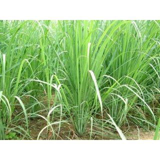 ESSENTHYA Oli Essenziali LEMONGRASS BIO