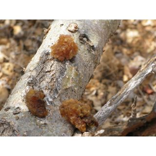 ESSENTHYA Olio Essenziale MIRRA